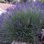 Appartementhaus Elena Apartament Jelsa (Hvar)