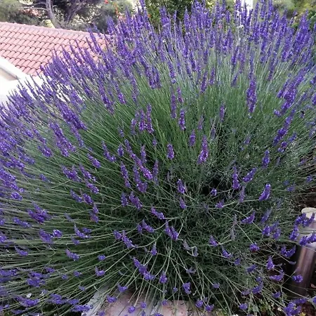 Appartementhaus Elena Appartamento Jelsa (Hvar)